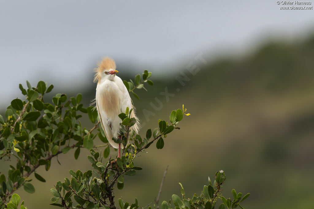Héron garde-boeufsadulte, identification