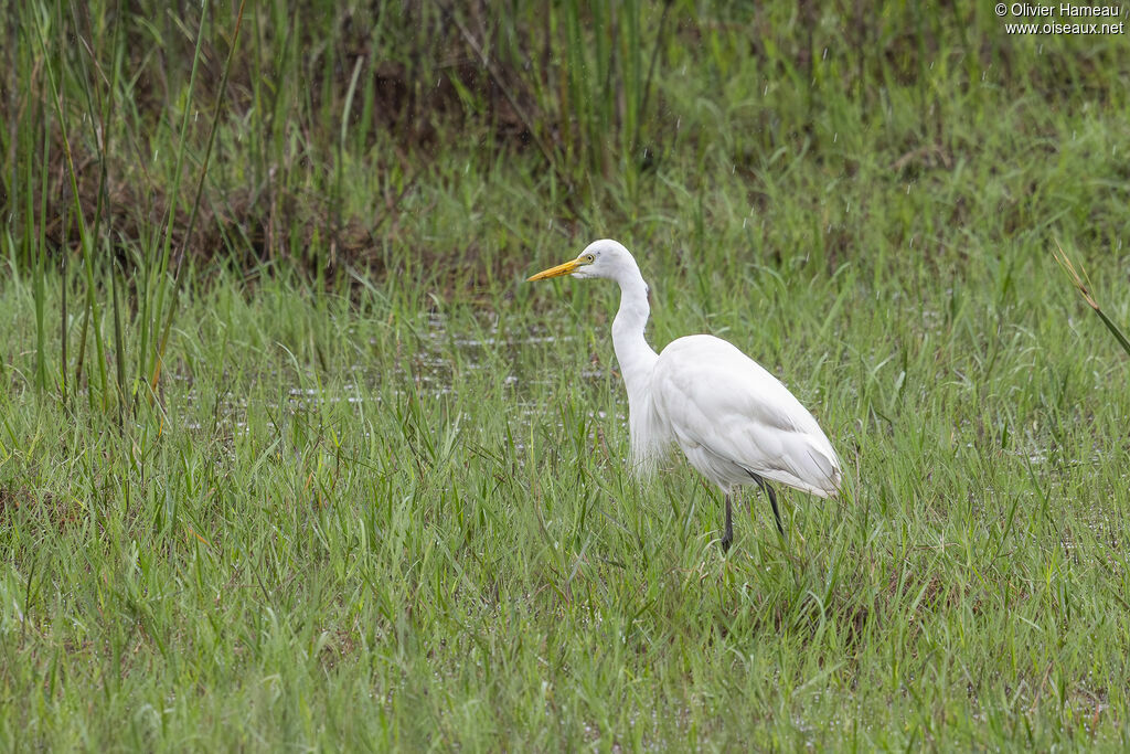 Héron intermédiaireadulte, identification