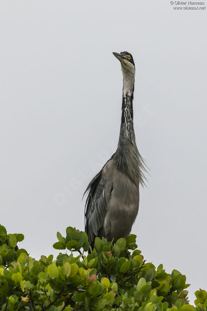 Héron mélanocéphaleadulte, identification