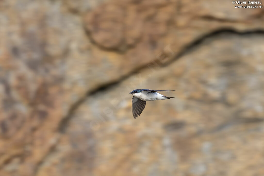 Hirondelle à ailes blanches