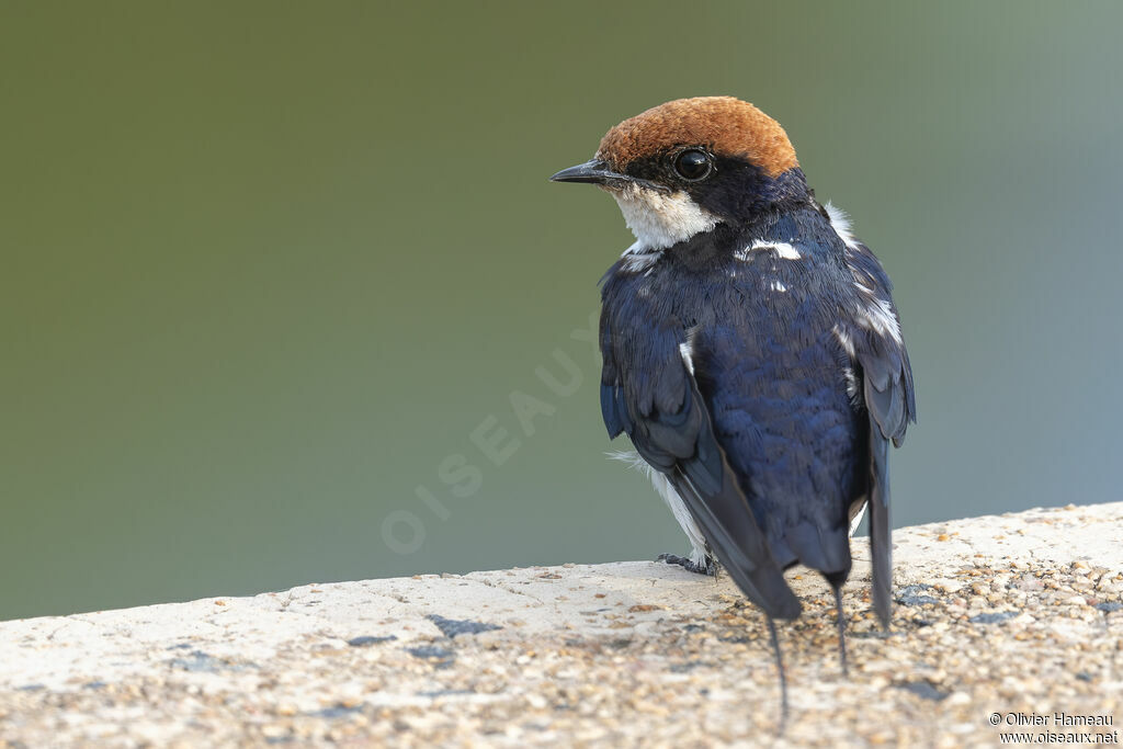Hirondelle à longs brinsadulte