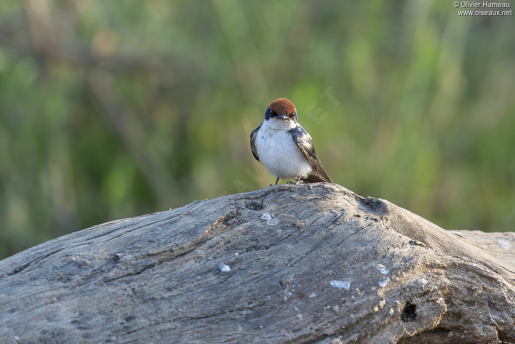 Hirondelle à longs brins, identification