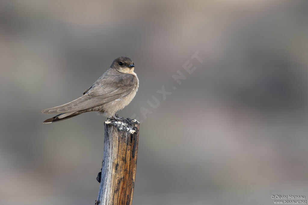 Hirondelle isabellineadulte, identification