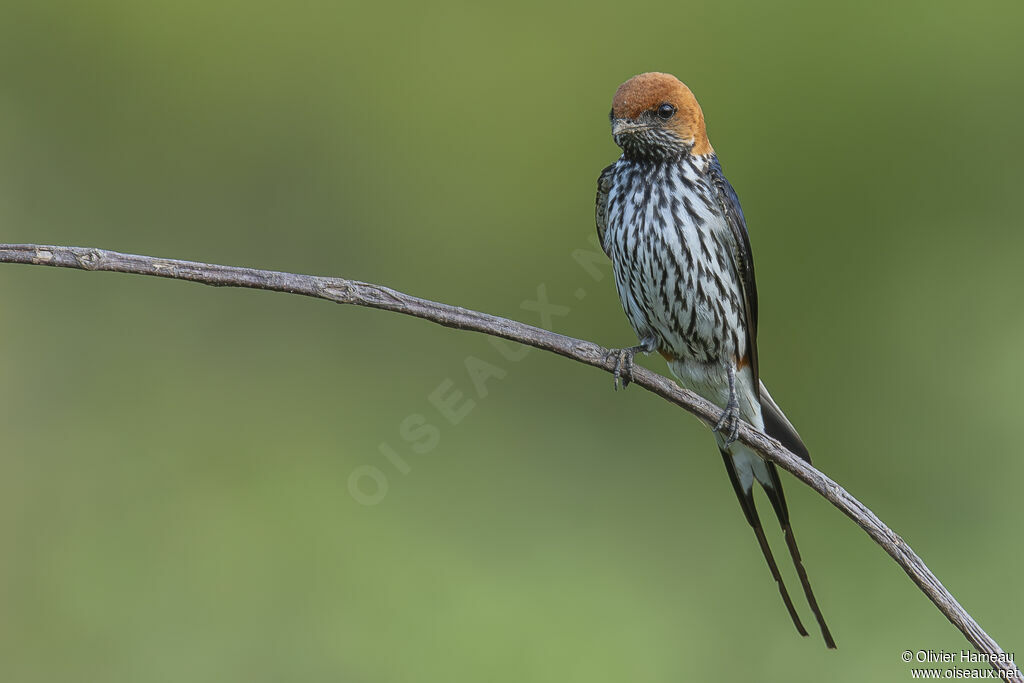 Hirondelle striéeadulte, identification
