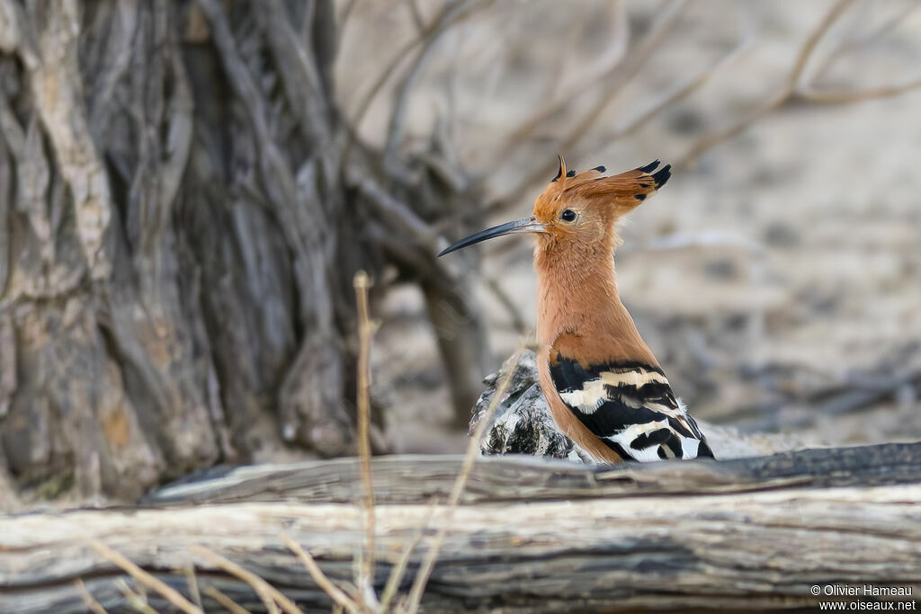 Huppe d'Afriqueadulte, habitat