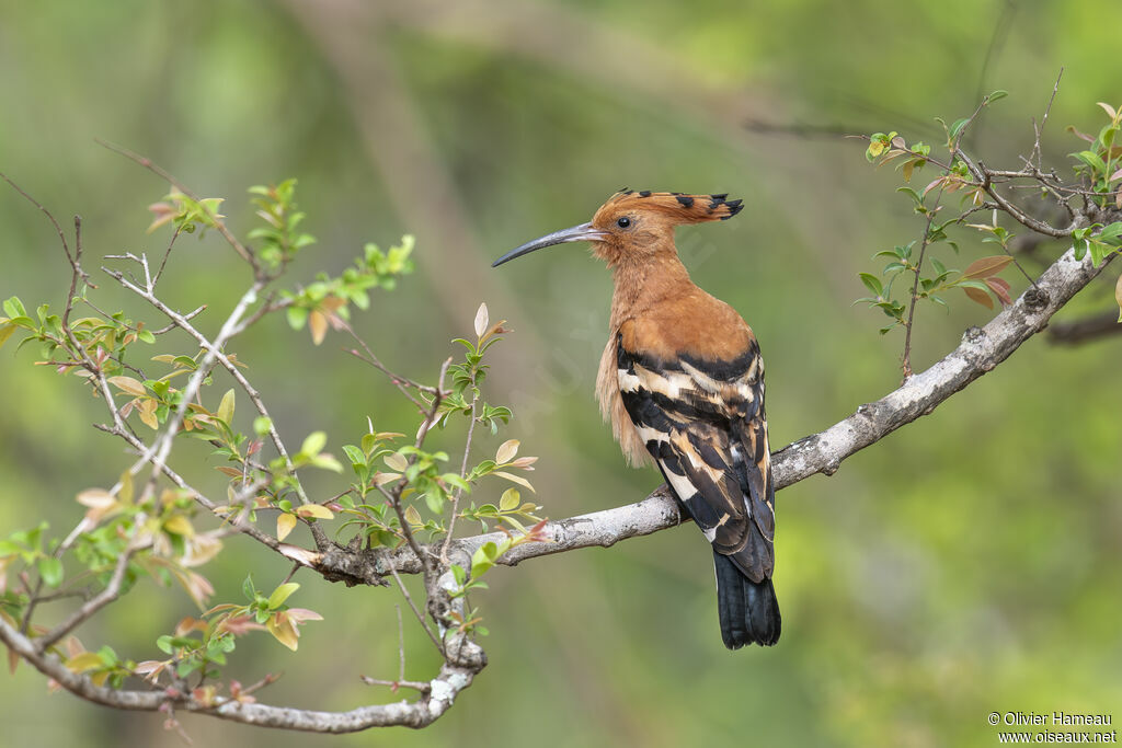 African Hoopoeadult, habitat