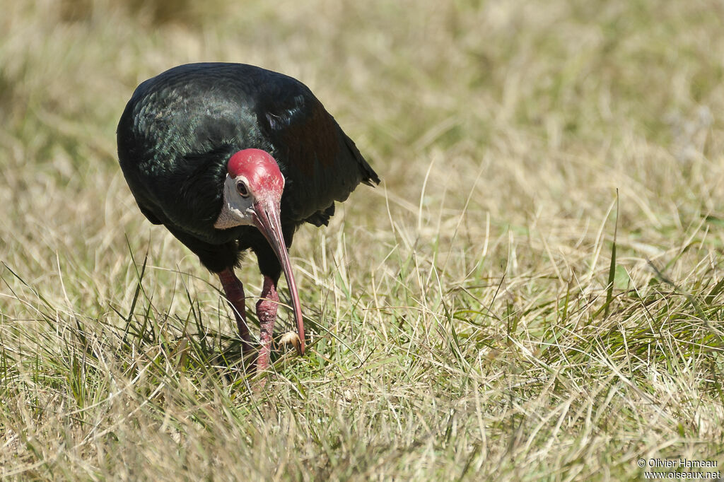 Ibis du Capadulte, marche
