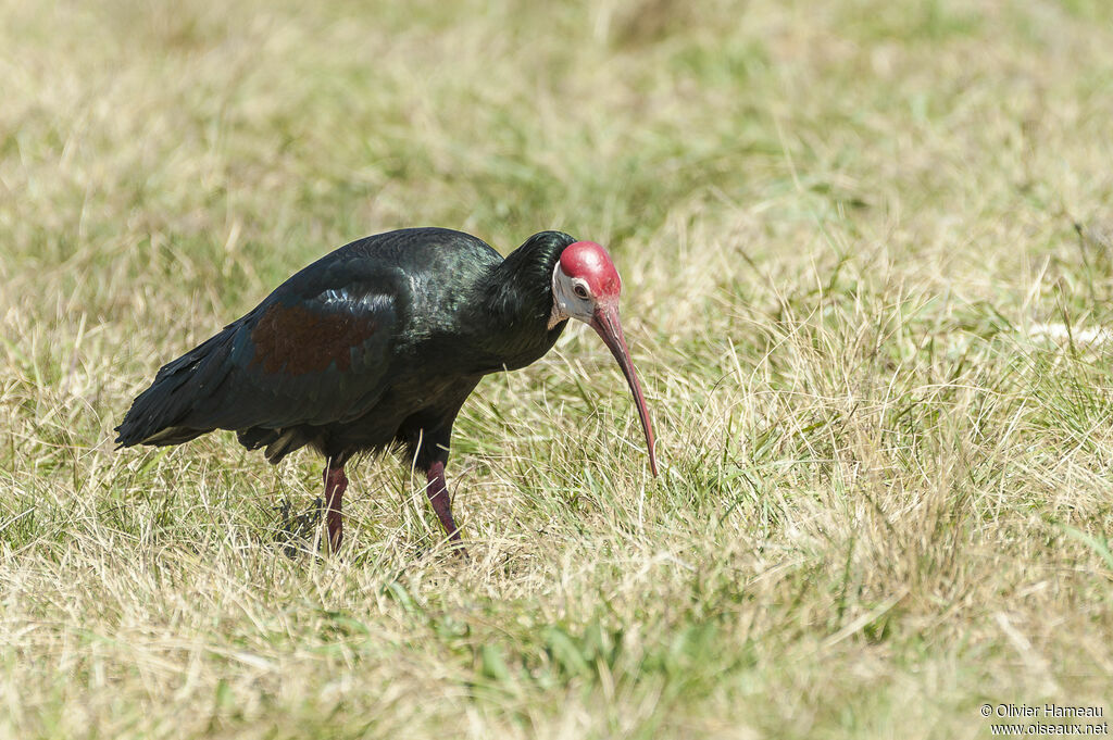 Ibis du Capadulte, marche