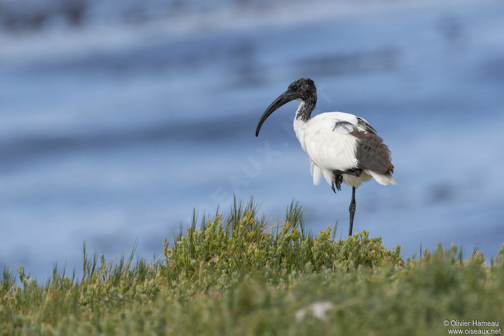 Ibis du Capadulte, habitat