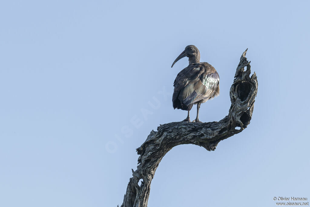 Ibis hagedashadulte, habitat