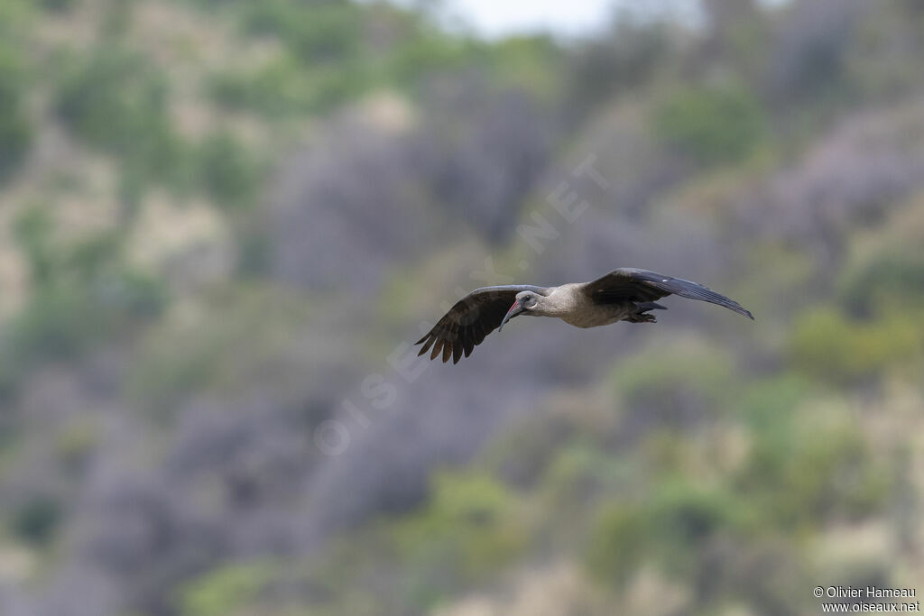 Ibis hagedashadulte, Vol