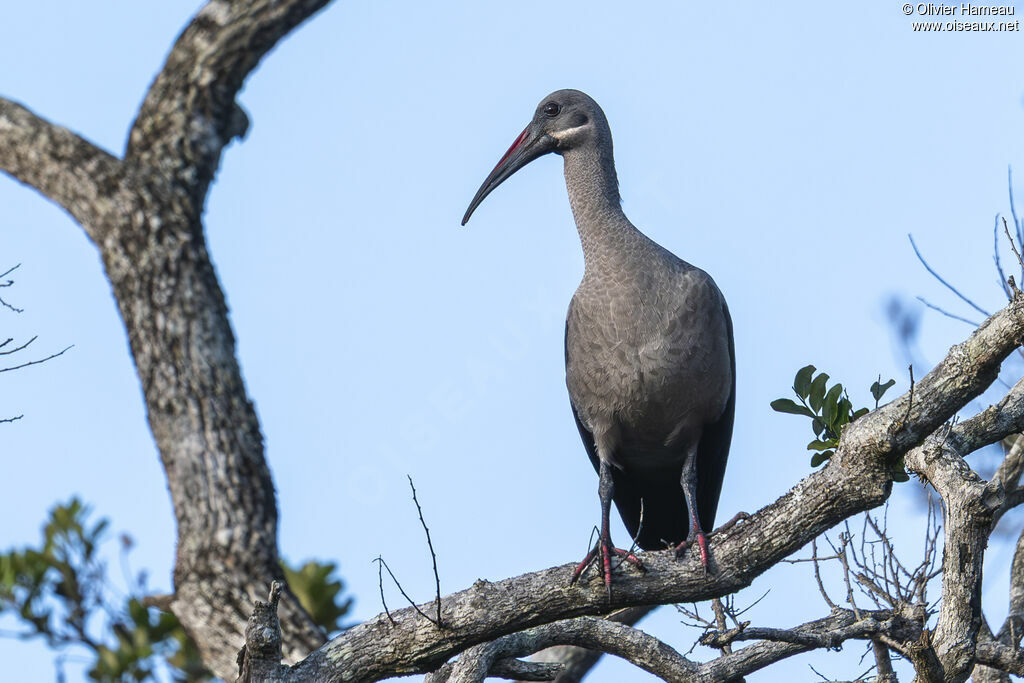 Ibis hagedashadulte, identification