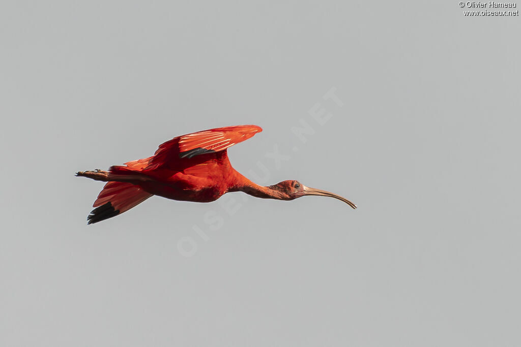Ibis rouge