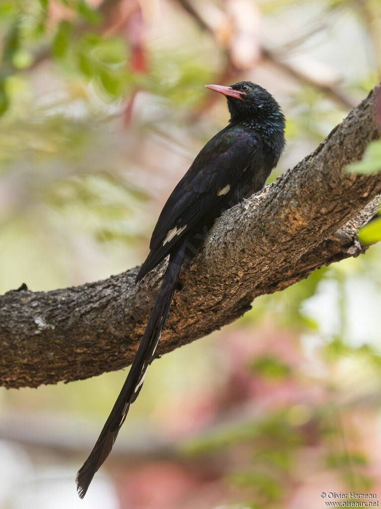 Irrisor moqueur femelle adulte, identification
