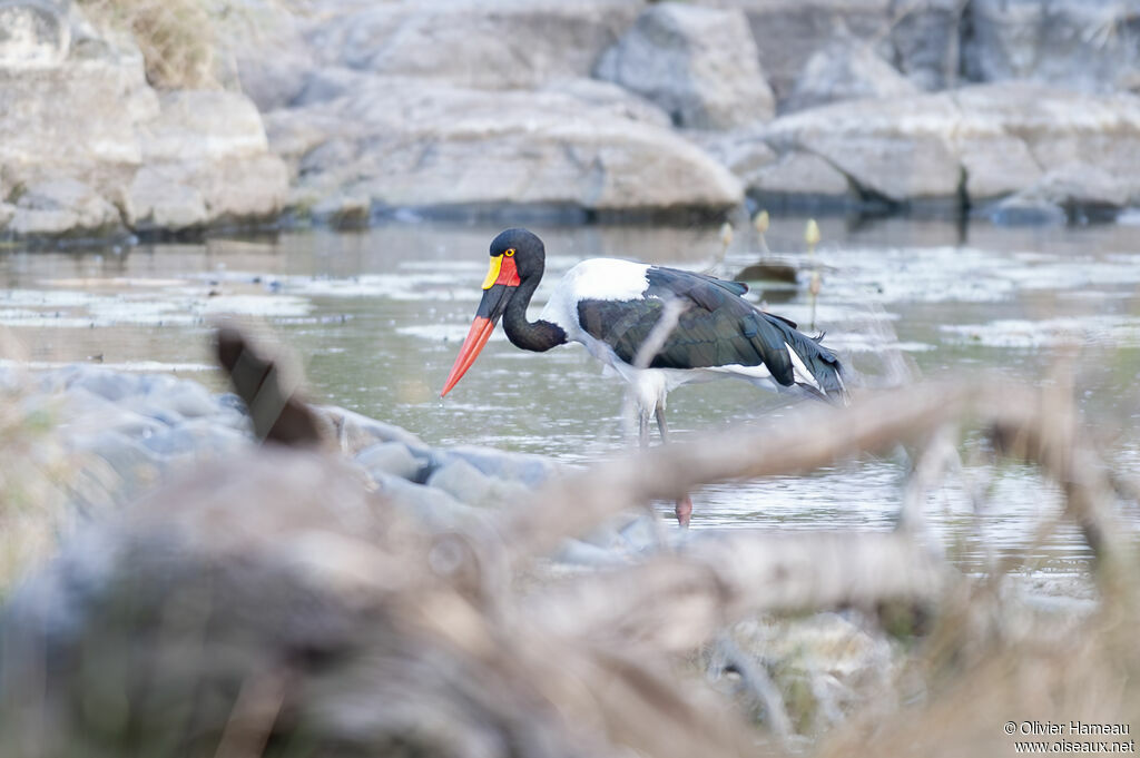 Jabiru d'Afrique femelle adulte, habitat