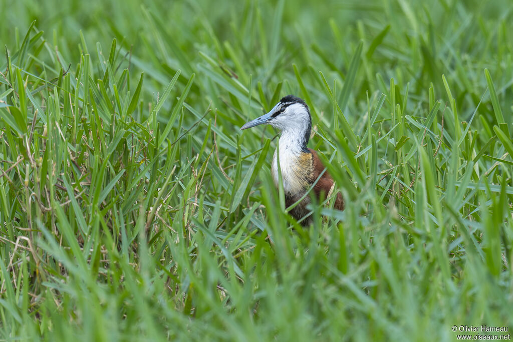 Jacana à poitrine doréeadulte, habitat