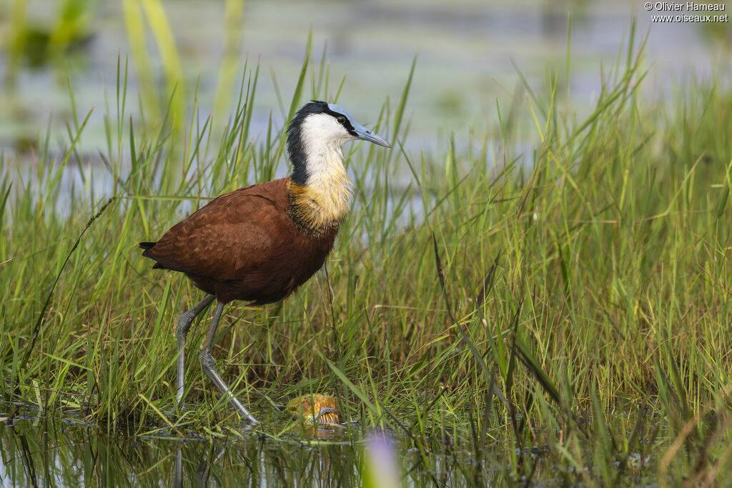 Jacana à poitrine doréeadulte, identification, marche