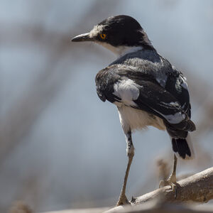 Lanielle à queue blanche