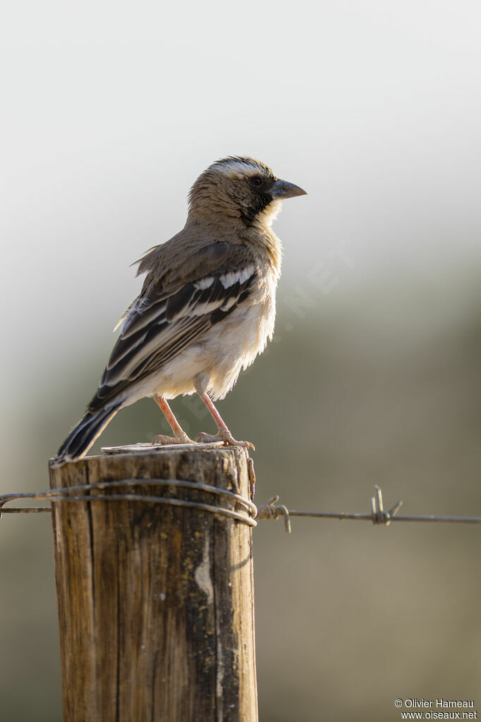 White-browed Sparrow-Weaveradult