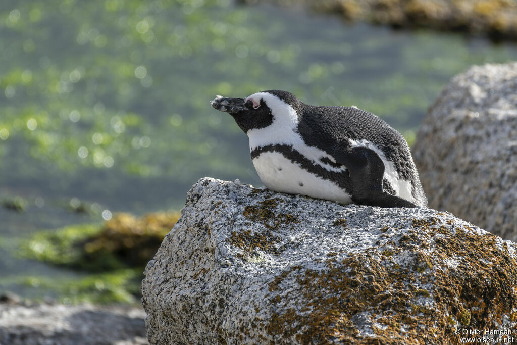 Manchot du Capadulte, habitat