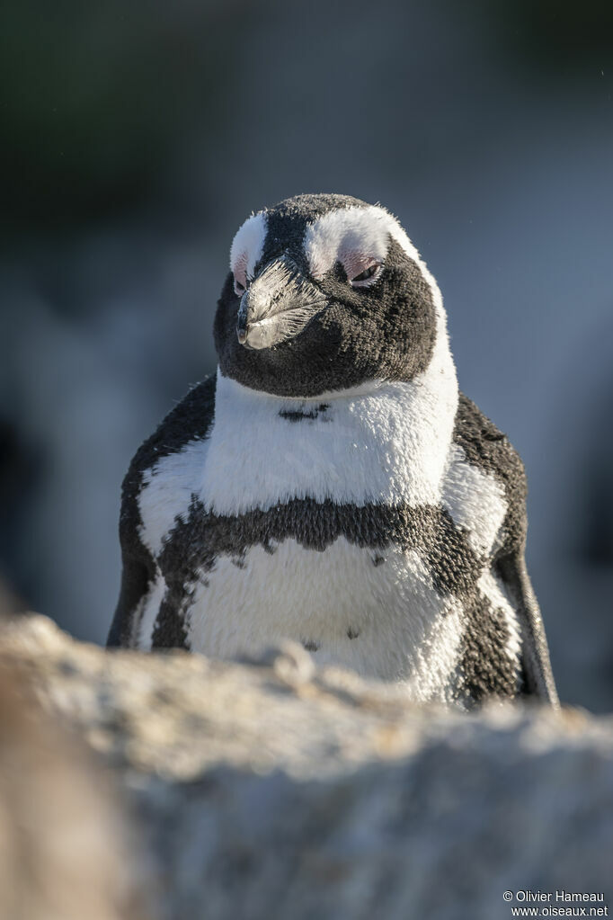 Manchot du Capadulte, portrait