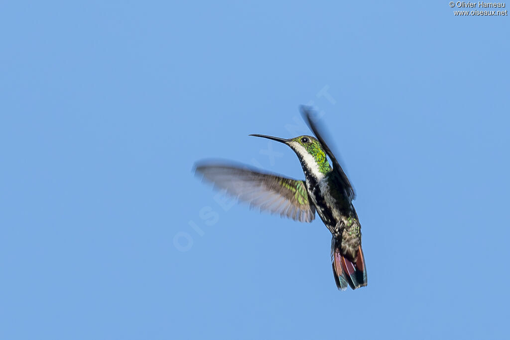 Mango à cravate noire