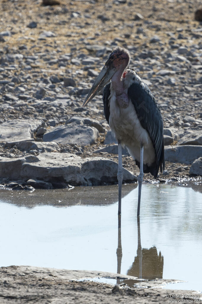 Marabout d'Afriqueadulte, habitat