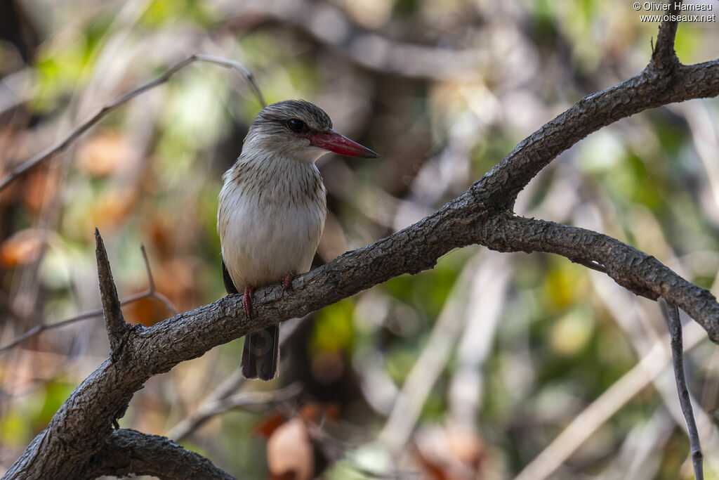 Martin-chasseur à tête brune mâle, habitat