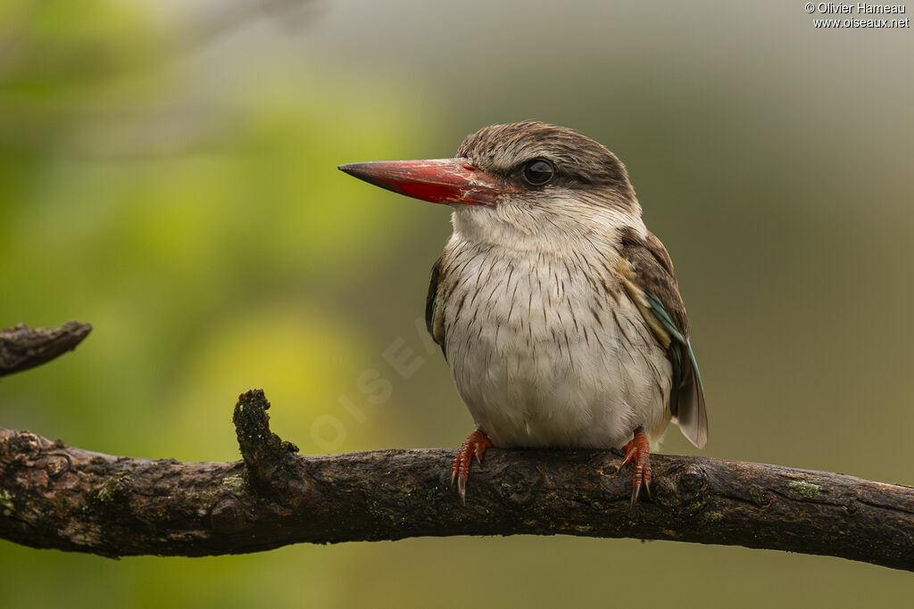 Martin-chasseur à tête bruneadulte, identification