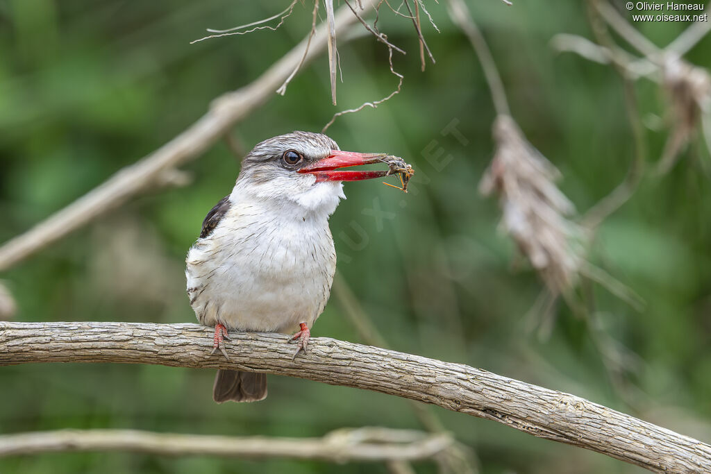 Martin-chasseur à tête brune mâle adulte, identification, régime, mange
