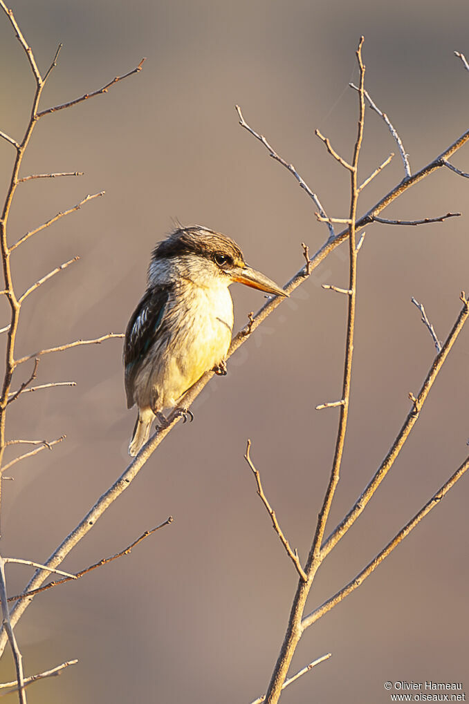 Striped Kingfisher