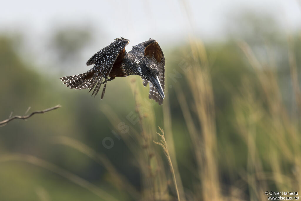 Martin-pêcheur géant femelle adulte, Vol, pêche/chasse