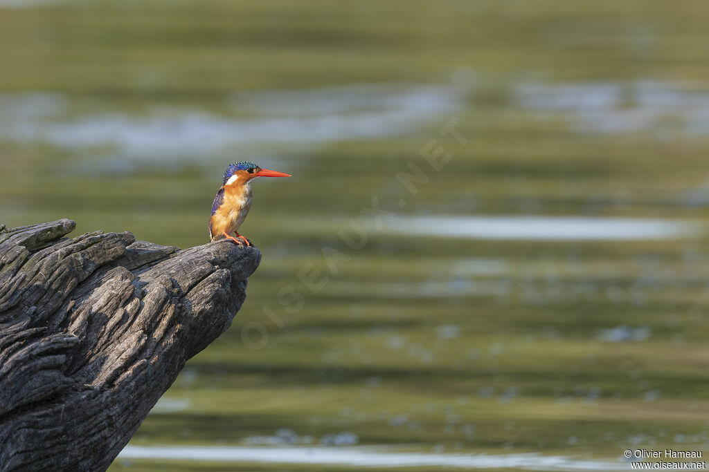 Martin-pêcheur huppéadulte, habitat