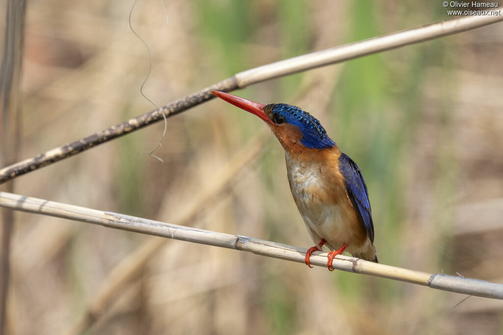 Martin-pêcheur huppéadulte, identification