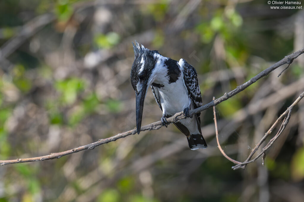 Martin-pêcheur pie - Alcyon pie<br /> femelle, identification, pêche/chasse