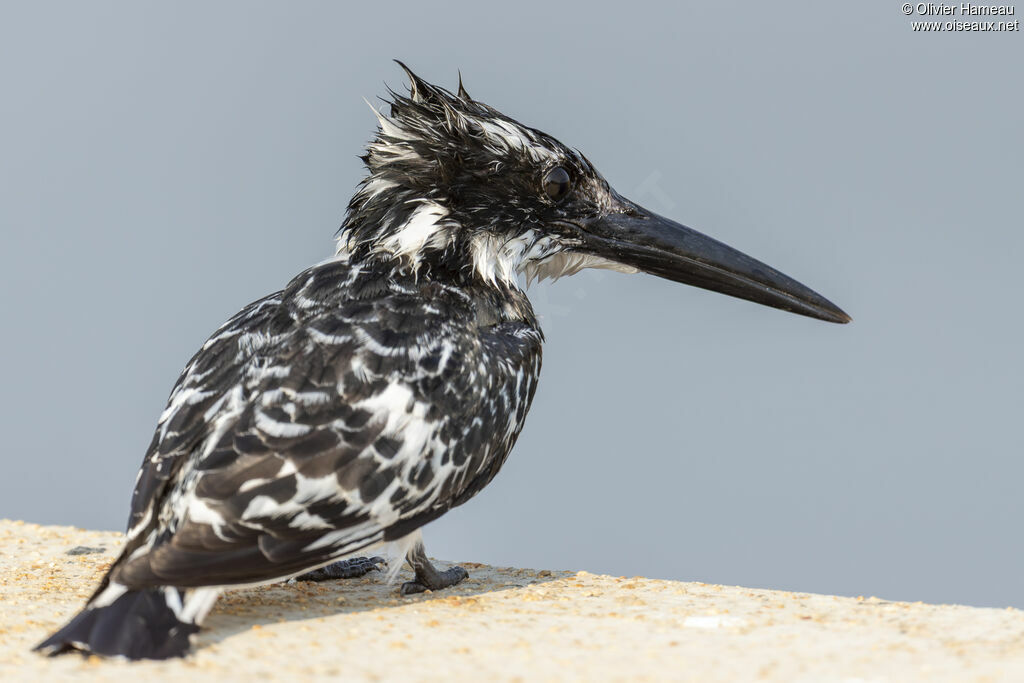 Martin-pêcheur pie - Alcyon pie<br />, identification