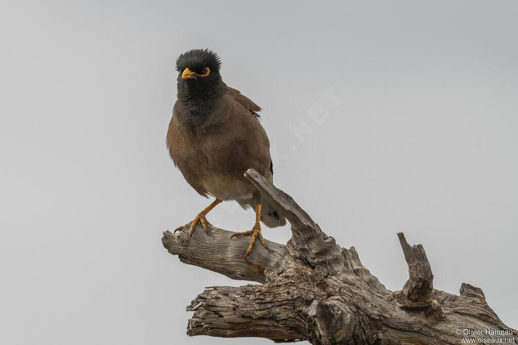 Martin tristeadulte, identification