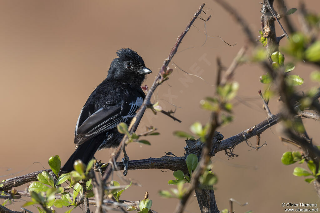 Mésange nègreadulte, identification