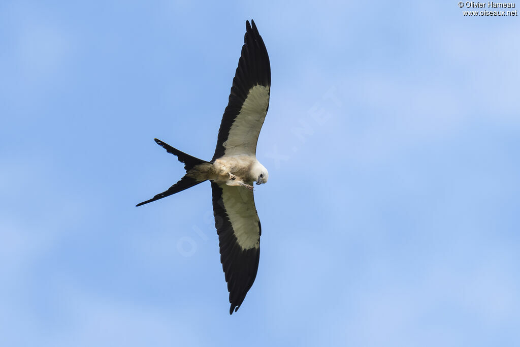 Swallow-tailed Kite