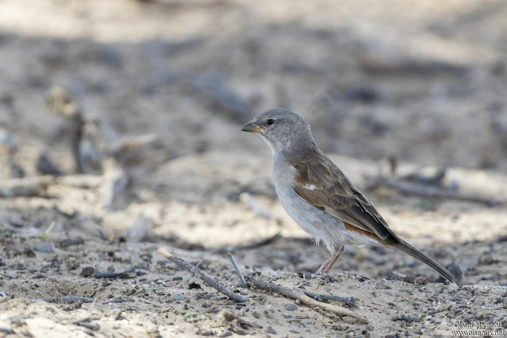 Moineau sud-africainimmature, identification