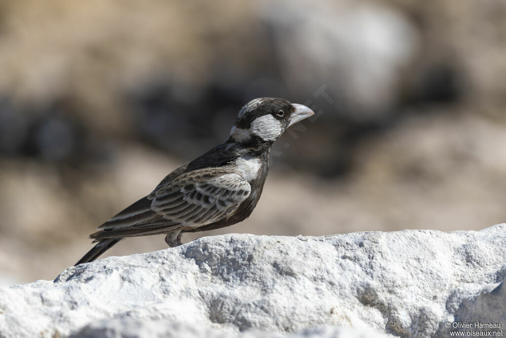 Moinelette à dos gris mâle adulte, identification