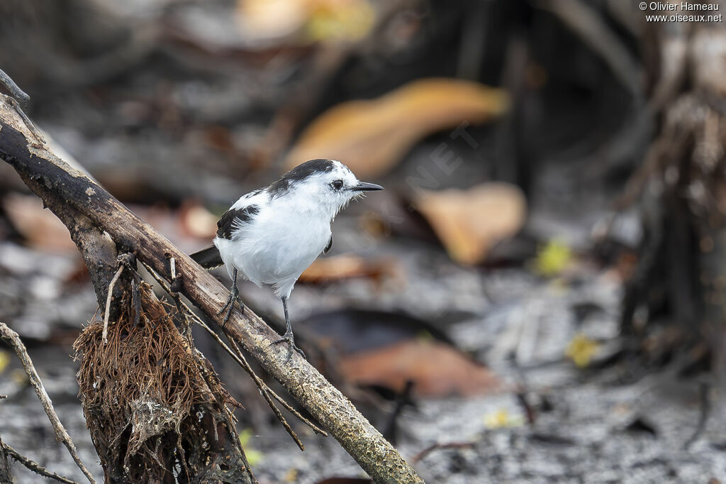 Pied Water Tyrant