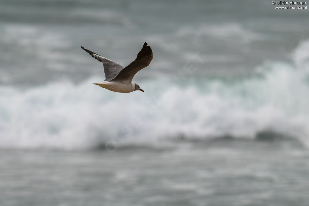 Mouette à tête grise