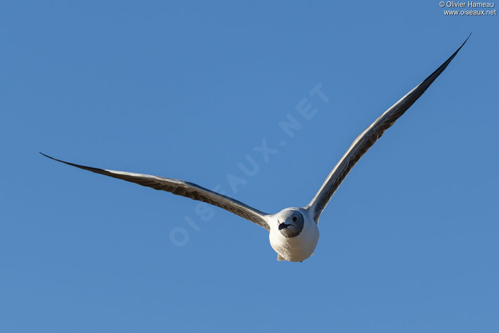 Mouette à tête grise, Vol