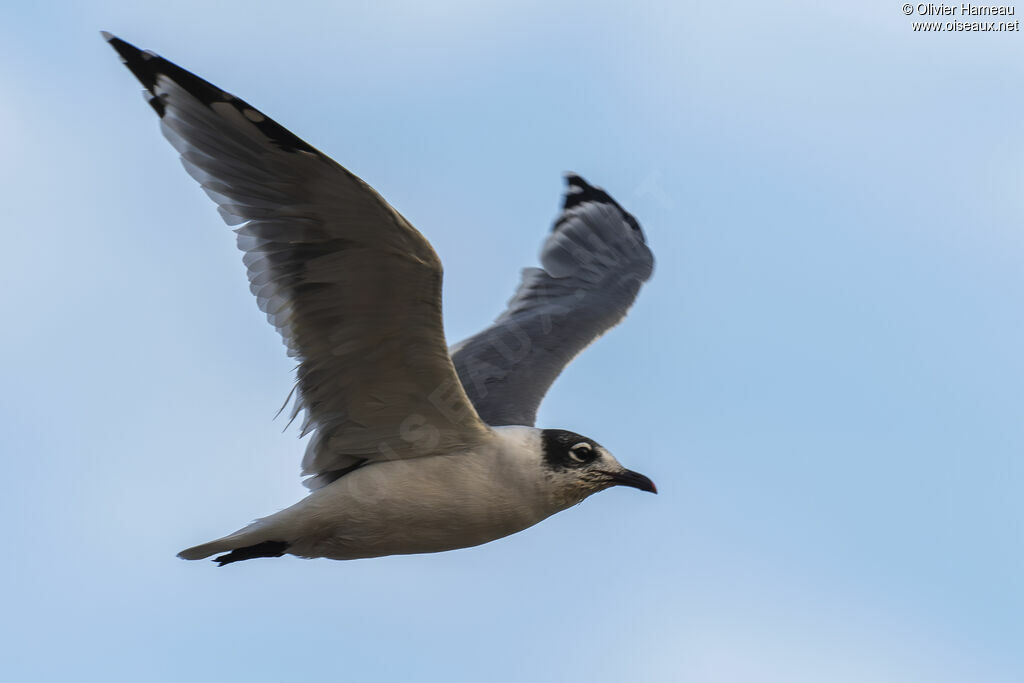 Mouette de Franklin