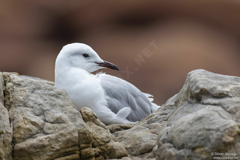 Mouette de Hartlaubadulte, habitat