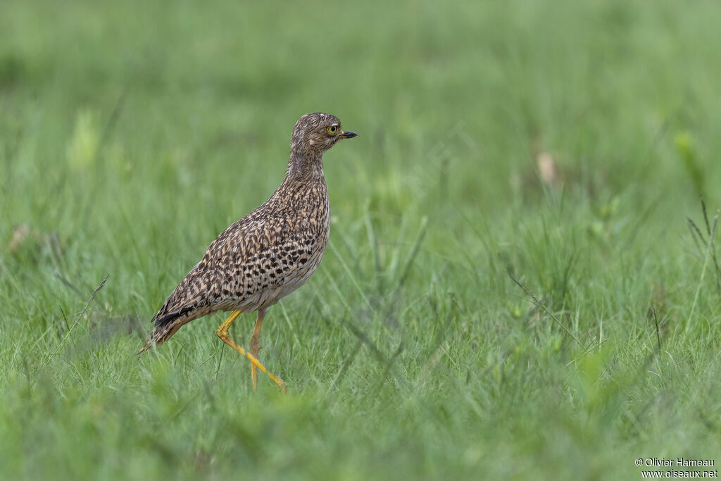 OEdicnème tachardadulte, habitat
