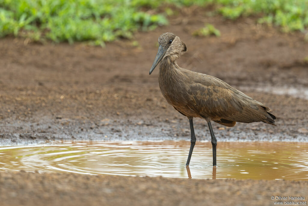 Ombrette africaineadulte, identification