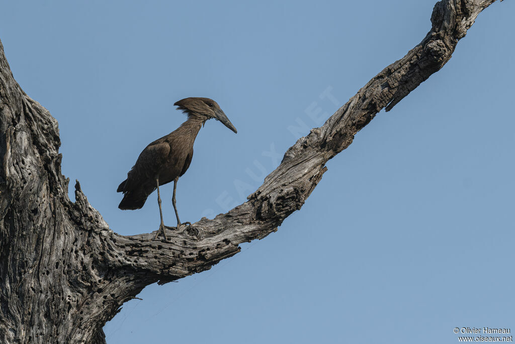 Ombrette africaineadulte, identification