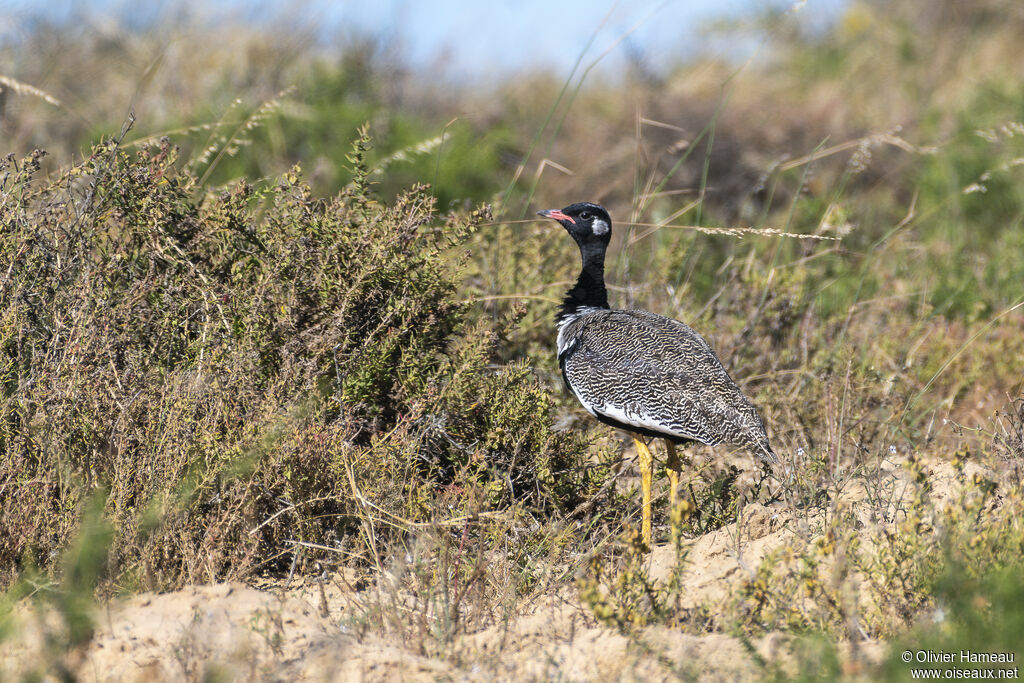 Outarde korhaan mâle adulte, habitat